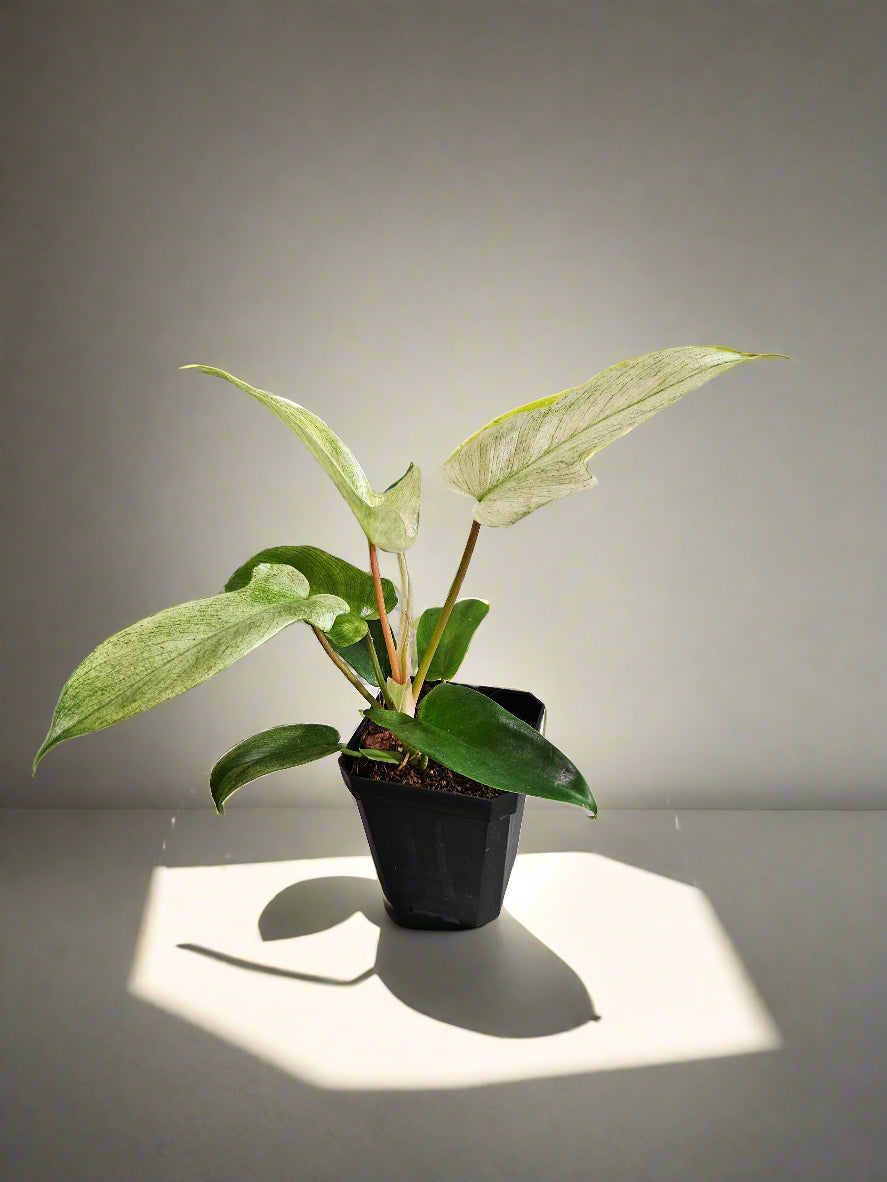 The Philodendron Florida Ghost Mint is a rare tropical plant known for its stunning mint-green leaves that mature to deeper shades. Easy to care for, it thrives in bright, indirect light, high humidity, and well-draining soil. Perfect for plant lovers seeking a unique, eye-catching addition to their indoor jungle.