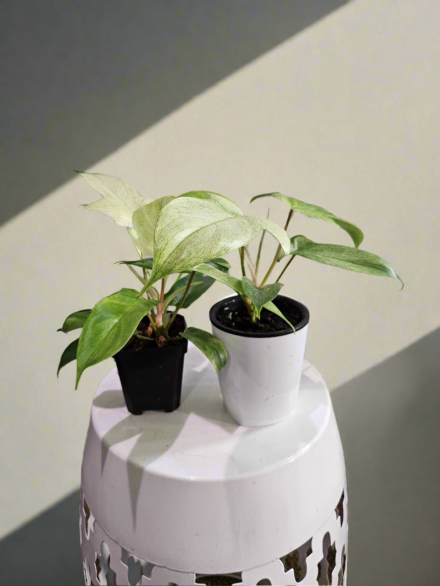 The Philodendron Florida Ghost Mint is a rare tropical plant known for its stunning mint-green leaves that mature to deeper shades. Easy to care for, it thrives in bright, indirect light, high humidity, and well-draining soil. Perfect for plant lovers seeking a unique, eye-catching addition to their indoor jungle.