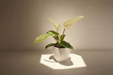 Philodendron Florida Ghost features ghostly white new leaves and deeply lobed foliage, making it a rare, sculptural climbing houseplant for collectors.