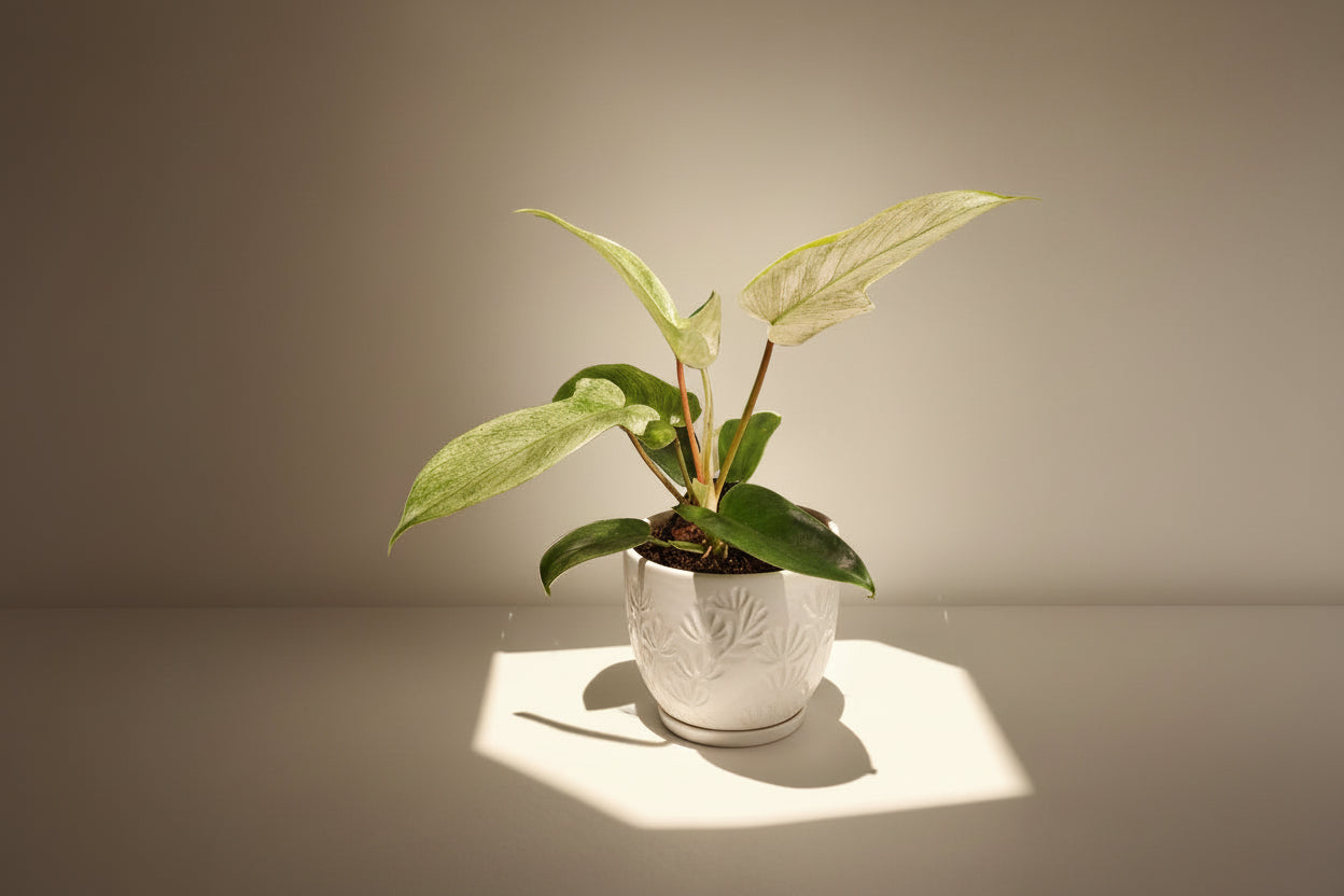 Philodendron Florida Ghost features ghostly white new leaves and deeply lobed foliage, making it a rare, sculptural climbing houseplant for collectors.