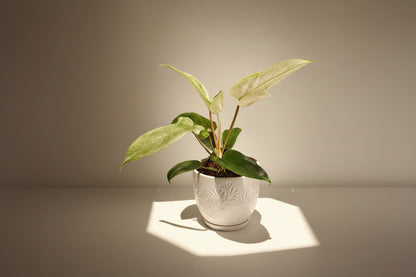 Philodendron Florida Ghost features ghostly white new leaves and deeply lobed foliage, making it a rare, sculptural climbing houseplant for collectors.