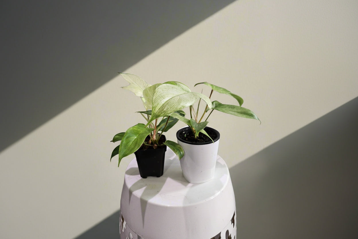 Philodendron Florida Ghost features ghostly white new leaves and deeply lobed foliage, making it a rare, sculptural climbing houseplant for collectors.