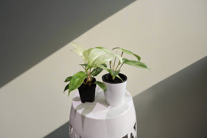 Philodendron Florida Ghost features ghostly white new leaves and deeply lobed foliage, making it a rare, sculptural climbing houseplant for collectors.
