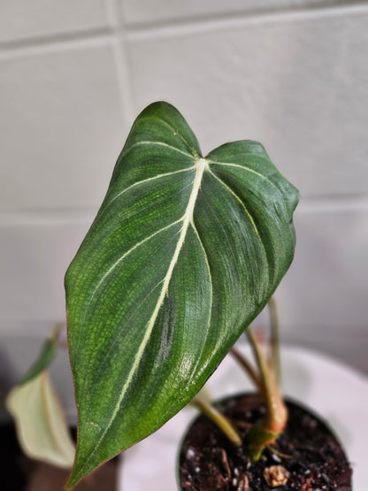 Philodendron ‘Glorious’ is a rare, velvety hybrid with heart-shaped leaves and striking veins. A lush, low-maintenance climber that adds bold tropical fl