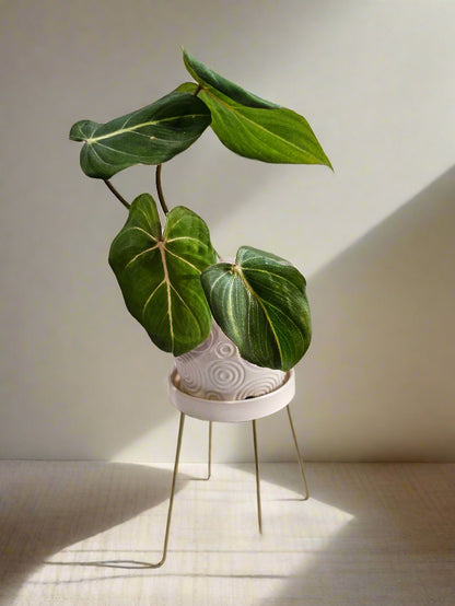 Philodendron ‘Glorious’ is a rare, velvety hybrid with heart-shaped leaves and striking veins. A lush, low-maintenance climber that adds bold tropical flair.