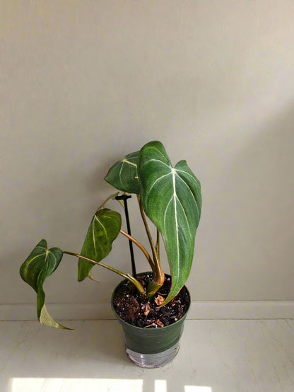 Philodendron ‘Glorious’ is a rare, velvety hybrid with heart-shaped leaves and striking veins. A lush, low-maintenance climber that adds bold tropical flair.