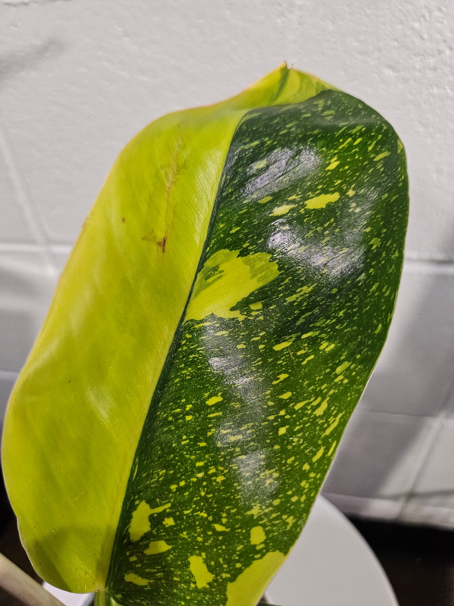 Philodendron Green Congo ‘Nuclear’ stuns with neon-green, glossy leaves and upright growth. A rare, low-maintenance showstopper perfect for bold interiors.