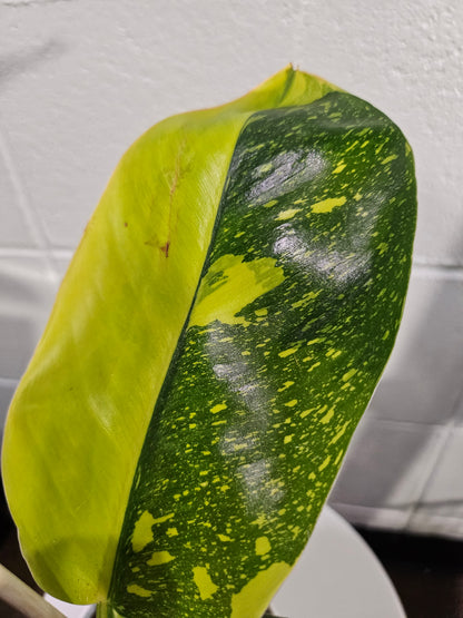 Philodendron Green Congo ‘Nuclear’ stuns with neon-green, glossy leaves and upright growth. A rare, low-maintenance showstopper perfect for bold interiors.
