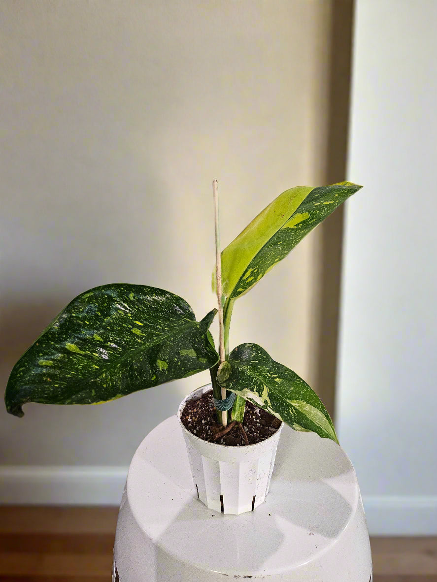 Philodendron Green Congo ‘Nuclear’ stuns with neon-green, glossy leaves and upright growth. A rare, low-maintenance showstopper perfect for bold interiors.