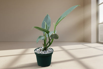 Philodendron Hastatum ‘Narrow’ features sleek silver-green leaves and elegant climbing growth. A collector philodendron perfect for bright indoor spaces.