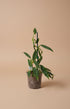 Philodendron Hastatum ‘Narrow’ features sleek silver-green leaves and elegant climbing growth. A collector philodendron perfect for bright indoor spaces.