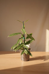 Philodendron Hastatum ‘Narrow’ features sleek silver-green leaves and elegant climbing growth. A collector philodendron perfect for bright indoor spaces.