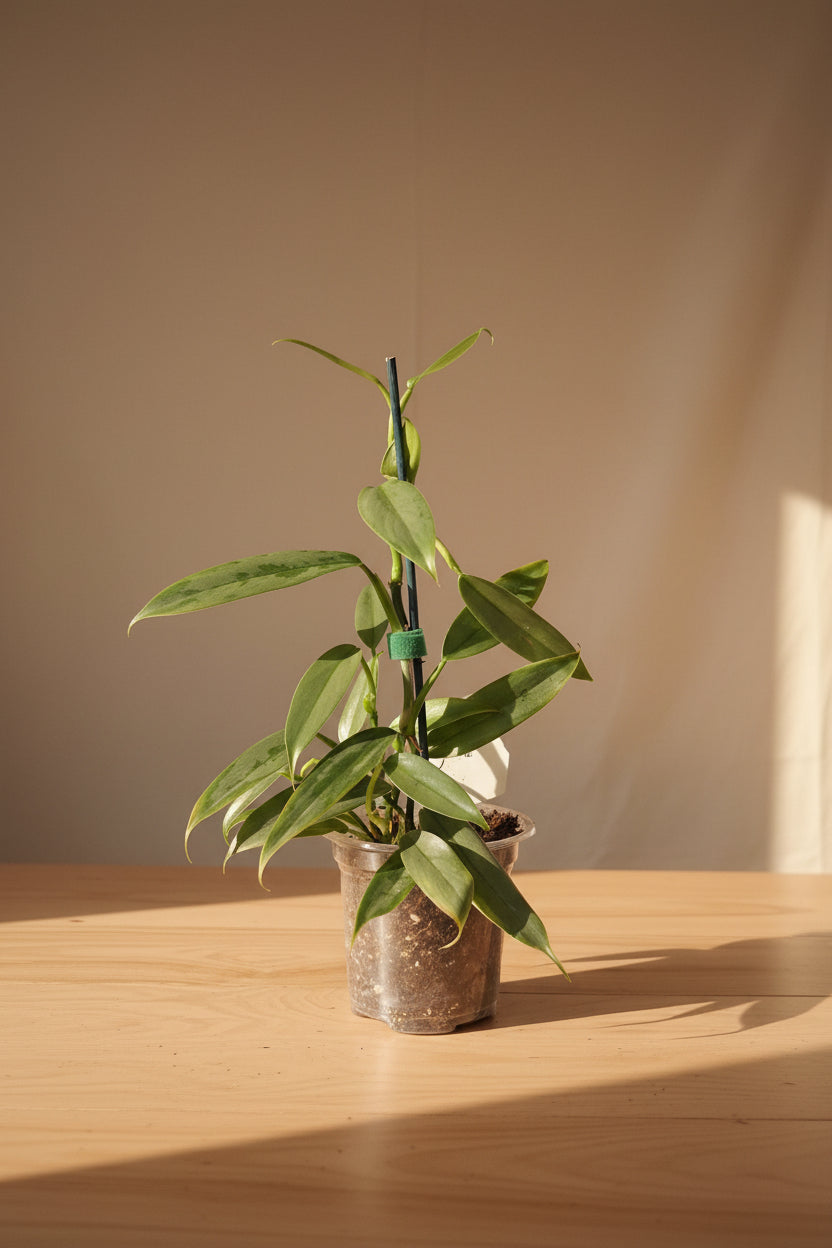 Philodendron Hastatum ‘Narrow’ features sleek silver-green leaves and elegant climbing growth. A collector philodendron perfect for bright indoor spaces.