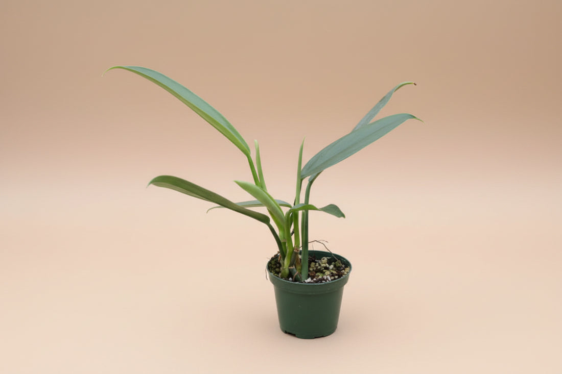 Philodendron Hastatum ‘Narrow’ features sleek silver-green leaves and elegant climbing growth. A collector philodendron perfect for bright indoor spaces.