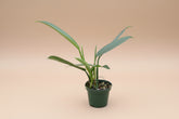 Philodendron Hastatum ‘Narrow’ features sleek silver-green leaves and elegant climbing growth. A collector philodendron perfect for bright indoor spaces.