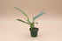 Philodendron Hastatum ‘Narrow’ features sleek silver-green leaves and elegant climbing growth. A collector philodendron perfect for bright indoor spaces.