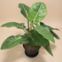 Lush Philodendron Imperial Green with glossy emerald leaves and bold, upright growth. A low-maintenance tropical houseplant perfect for modern inte