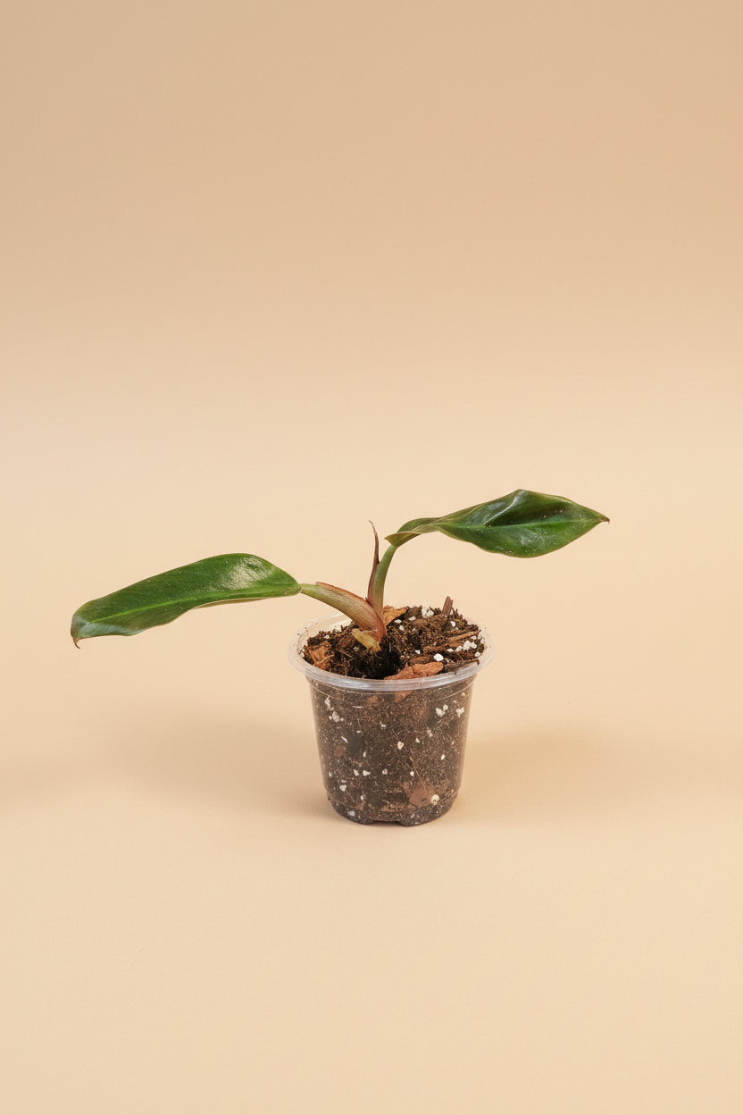 Philodendron ‘Imperial Red’ features bold, glossy burgundy-to-green leaves and upright growth. An elegant, low-maintenance plant perfect for statement styling.