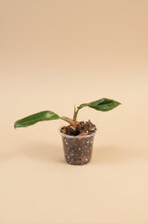 Philodendron ‘Imperial Red’ features bold, glossy burgundy-to-green leaves and upright growth. An elegant, low-maintenance plant perfect for statement styling.