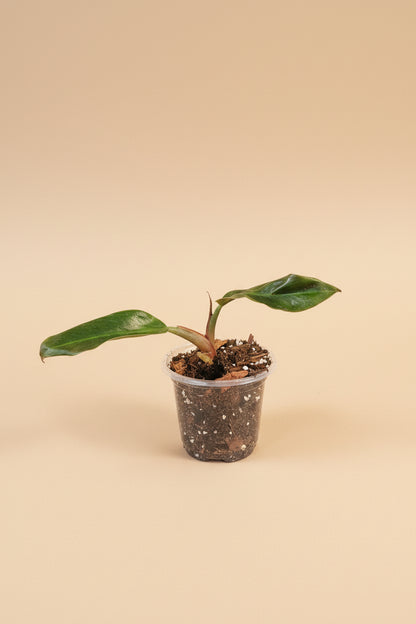 Philodendron ‘Imperial Red’ features bold, glossy burgundy-to-green leaves and upright growth. An elegant, low-maintenance plant perfect for statement styling.