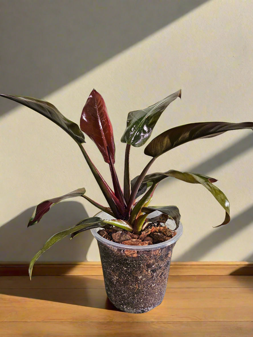 Philodendron ‘Imperial Red’ features bold, glossy burgundy-to-green leaves and upright growth. An elegant, low-maintenance plant perfect for statement styling.