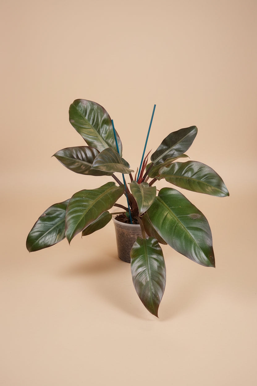 Philodendron ‘Imperial Red’ features bold, glossy burgundy-to-green leaves and upright growth. An elegant, low-maintenance plant perfect for statement styling.