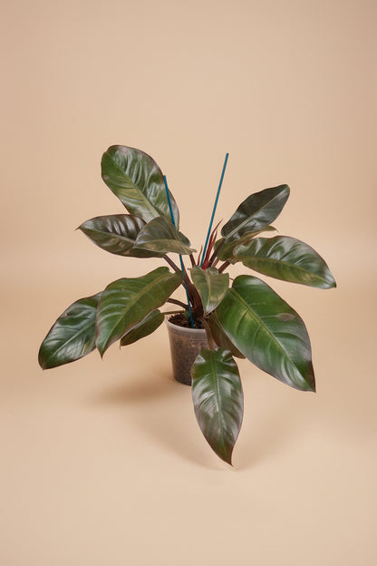 Philodendron ‘Imperial Red’ features bold, glossy burgundy-to-green leaves and upright growth. An elegant, low-maintenance plant perfect for statement styling.