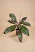 Philodendron ‘Imperial Red’ features bold, glossy burgundy-to-green leaves and upright growth. An elegant, low-maintenance plant perfect for statement styling.