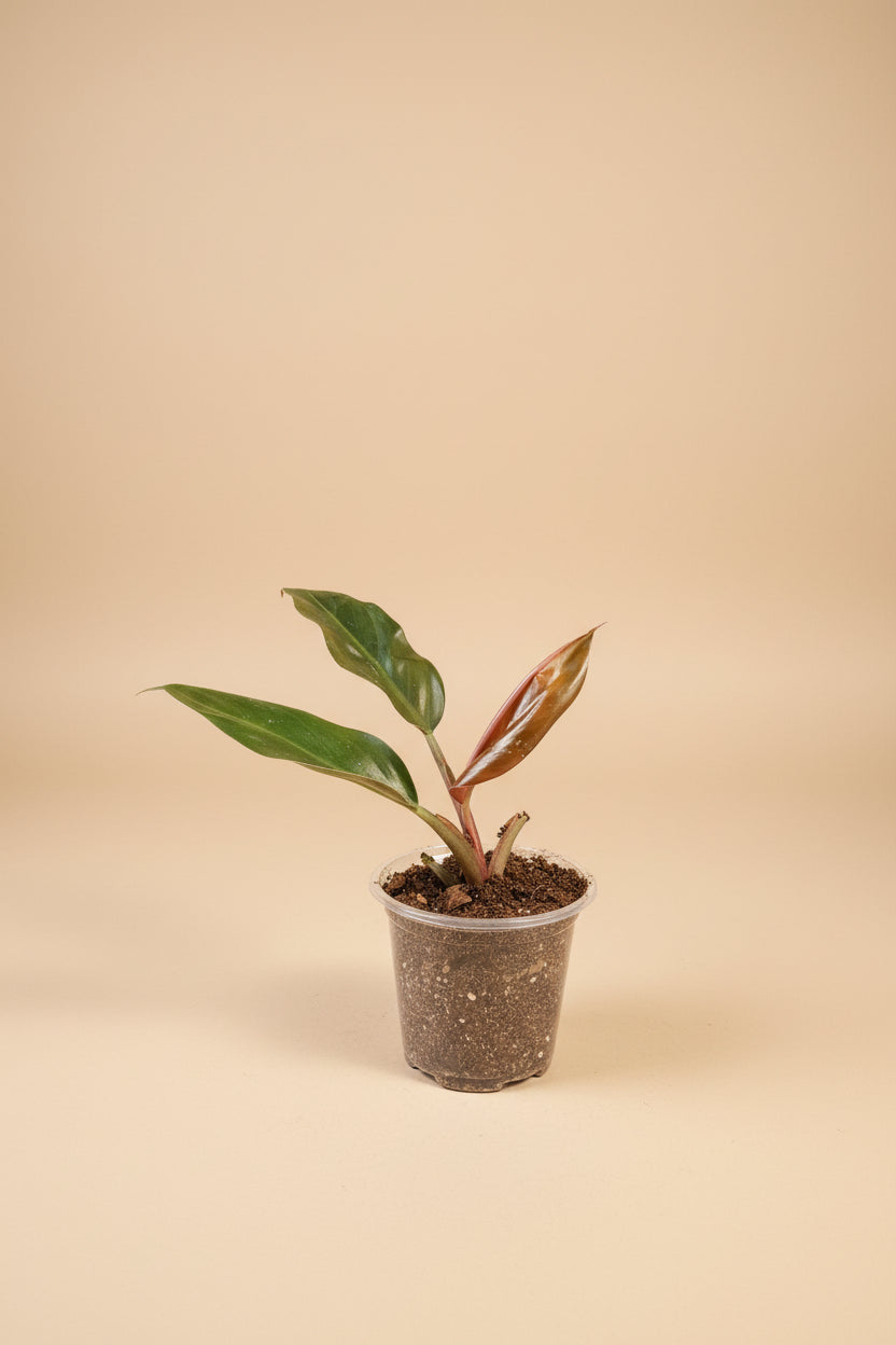 Philodendron ‘Imperial Red’ features bold, glossy burgundy-to-green leaves and upright growth. An elegant, low-maintenance plant perfect for statement styling.