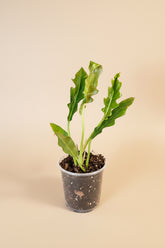 Philodendron &