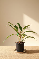 Philodendron &