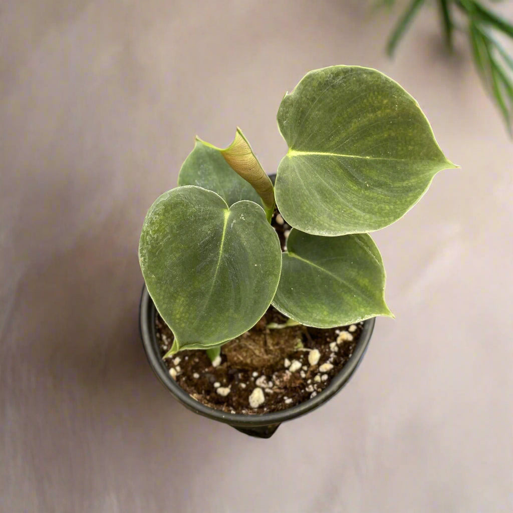 Philodendron Lupinum with velvety dark green leaves and copper new growth. Rare trailing or climbing aroid perfect for moss poles, trellises, or baskets.