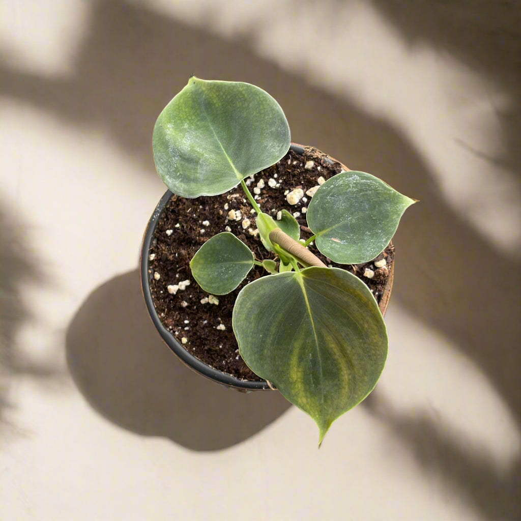 Philodendron Lupinum with velvety dark green leaves and copper new growth. Rare trailing or climbing aroid perfect for moss poles, trellises, or baskets.