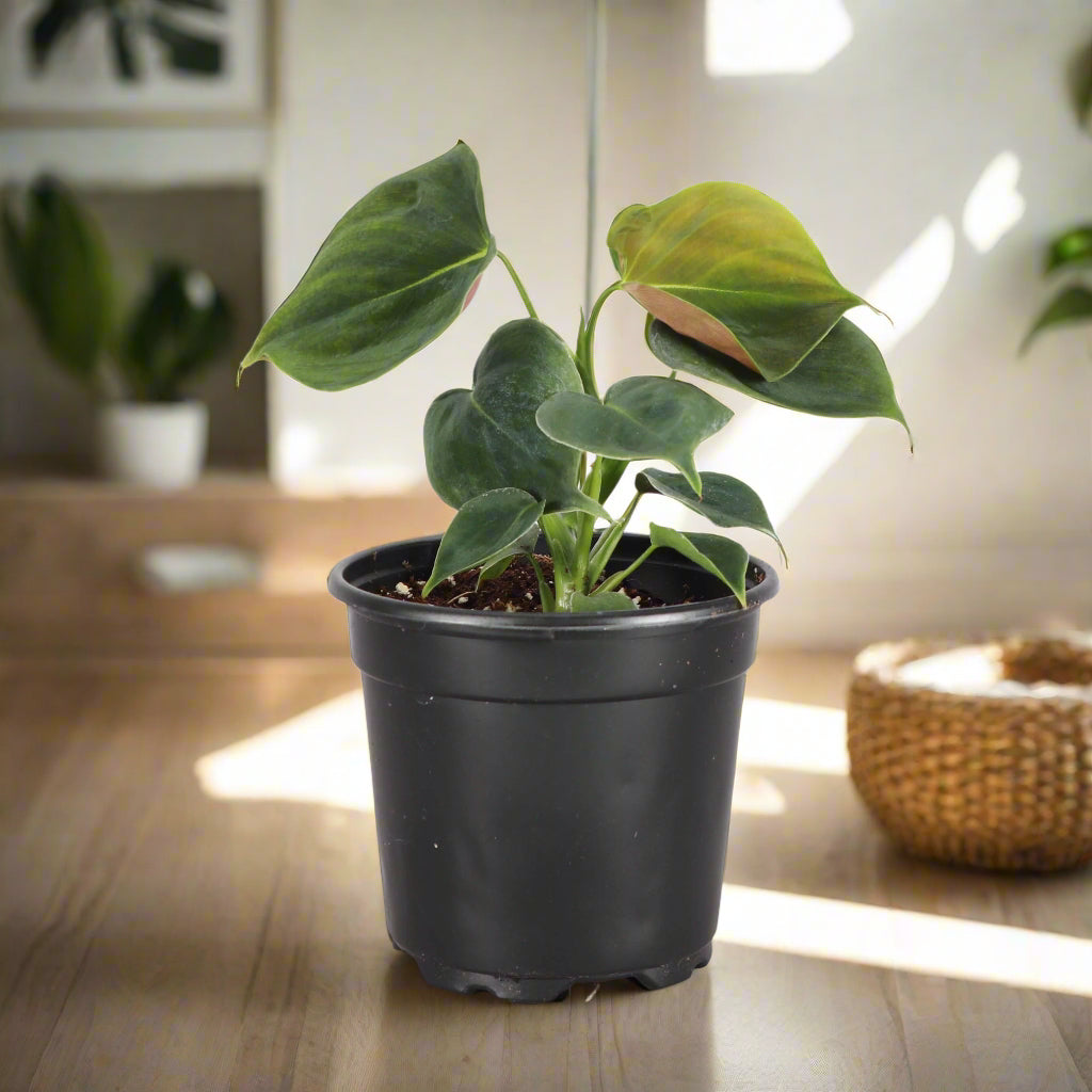 Philodendron Lupinum with velvety dark green leaves and copper new growth. Rare trailing or climbing aroid perfect for moss poles, trellises, or baskets.