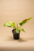 Brighten your indoor jungle with Philodendron ‘Maui Yellow,’ featuring glossy green leaves and yellow variegation. Perfect for climbing or trailing.