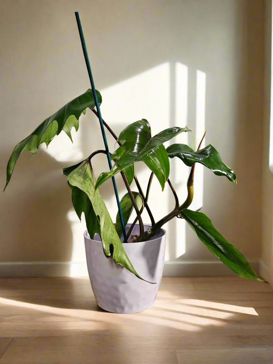 Philodendron Mayoi features bold, tropical, palm-like leaves and fast growth—perfect for creating a wild, lush jungle vibe in your home or plant collection.