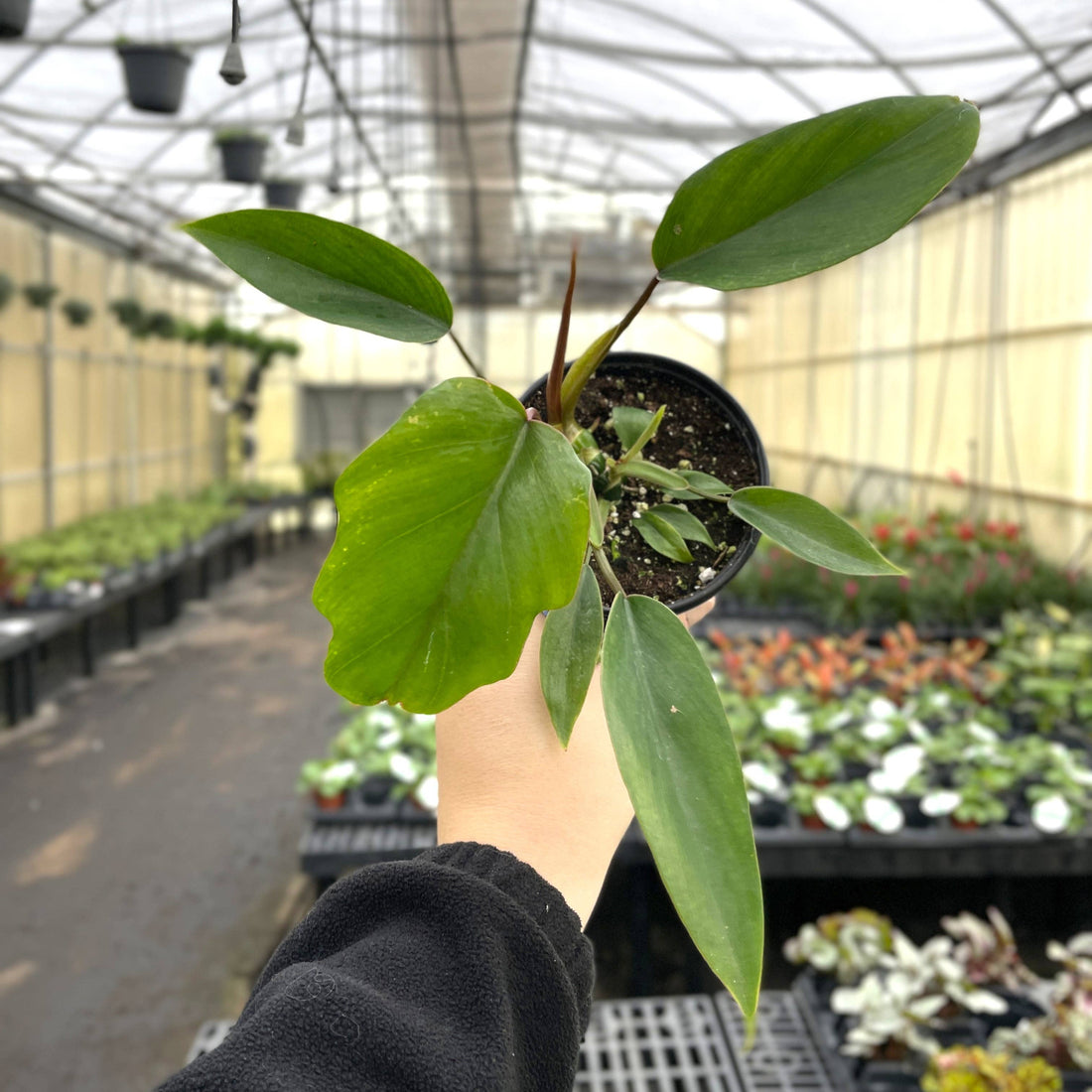 Philodendron Mayoi features bold, tropical, palm-like leaves and fast growth—perfect for creating a wild, lush jungle vibe in your home or plant collection.