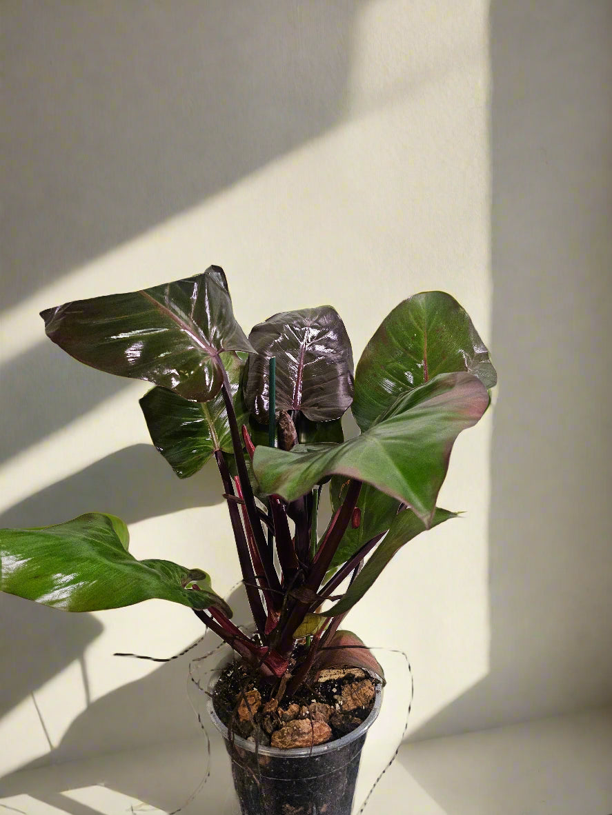 Philodendron McColley’s Finale is a vibrant, easy-care hybrid with fiery red-orange leaves that mature into deep green. Unlike rare Philodendrons, it&