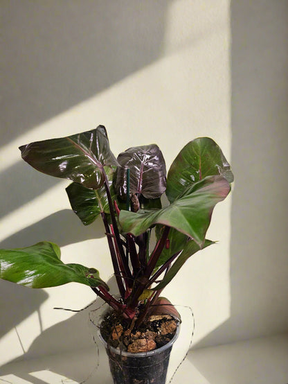 Philodendron McColley’s Finale is a vibrant, easy-care hybrid with fiery red-orange leaves that mature into deep green. Unlike rare Philodendrons, it&