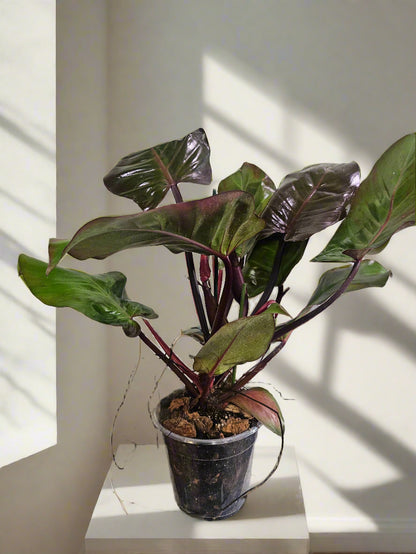 Philodendron McColley’s Finale is a vibrant, easy-care hybrid with fiery red-orange leaves that mature into deep green. Unlike rare Philodendrons, it&