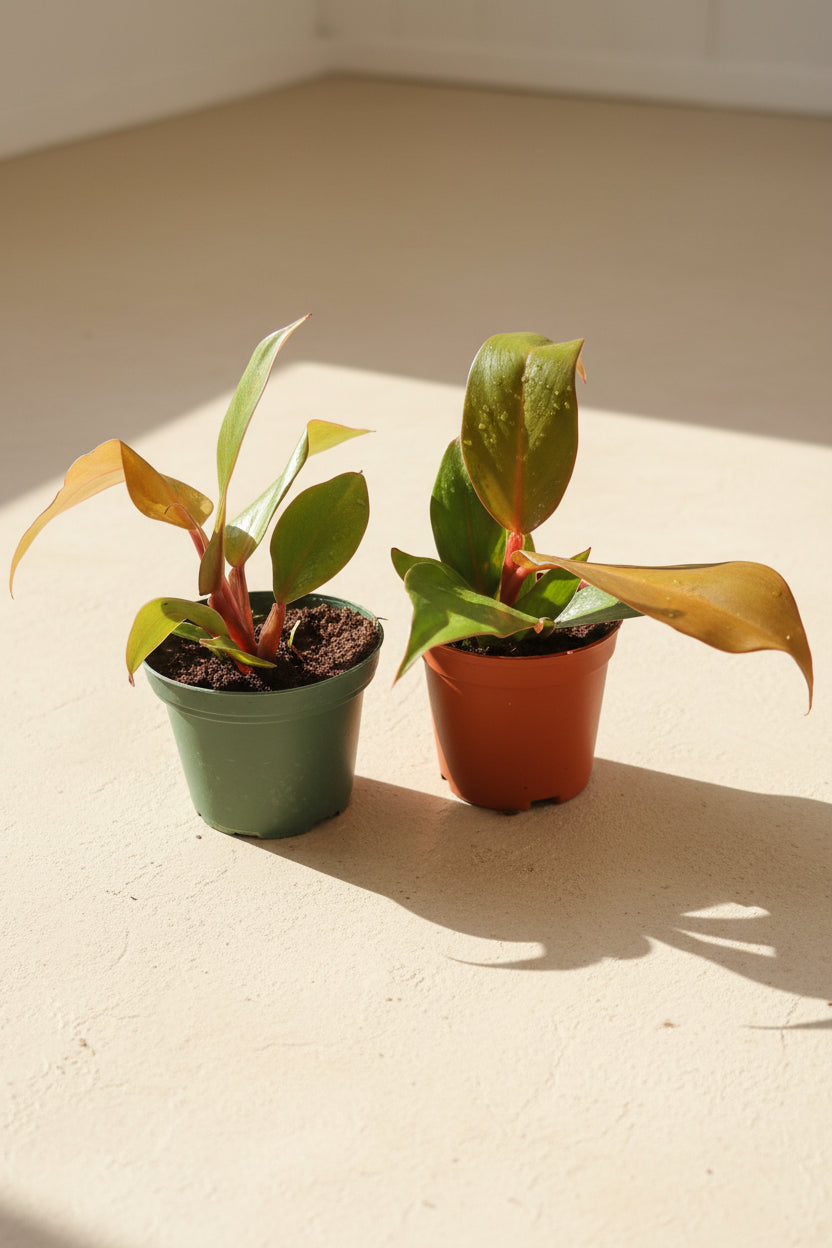 Philodendron McColley’s Finale is a vibrant, easy-care hybrid with fiery red-orange leaves that mature into deep green. 
