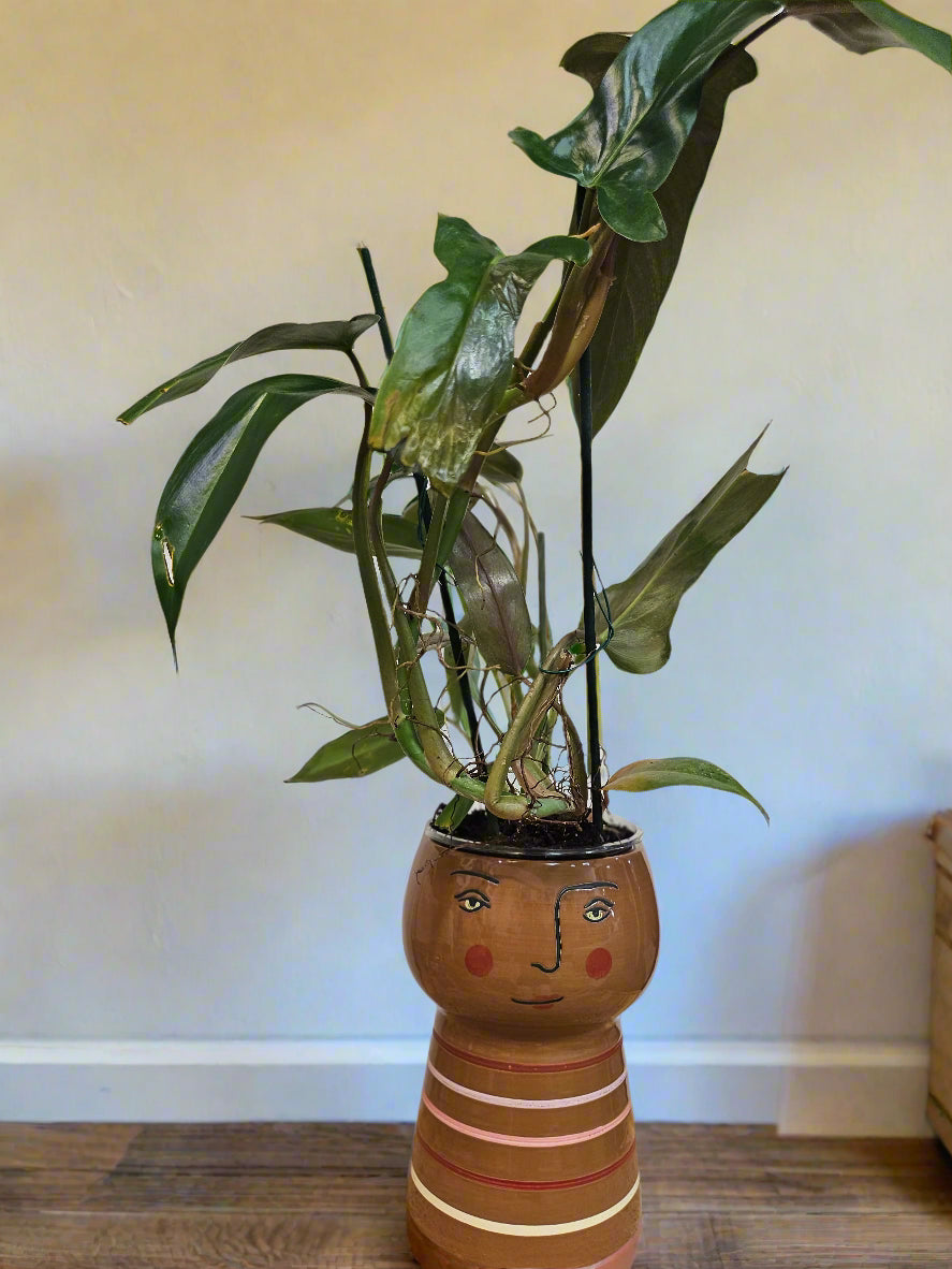 The Philodendron Mexicanum is a rare tropical climber with striking tri-lobed leaves, deep green tops, and maroon undersides. Perfect for indoor spaces, it thrives in bright, indirect light with minimal care. A must-have for plant collectors, adding bold, exotic beauty to any home.