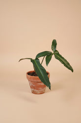 The Philodendron Mexicanum is a rare tropical climber with striking tri-lobed leaves, deep green tops, and maroon undersides. 
