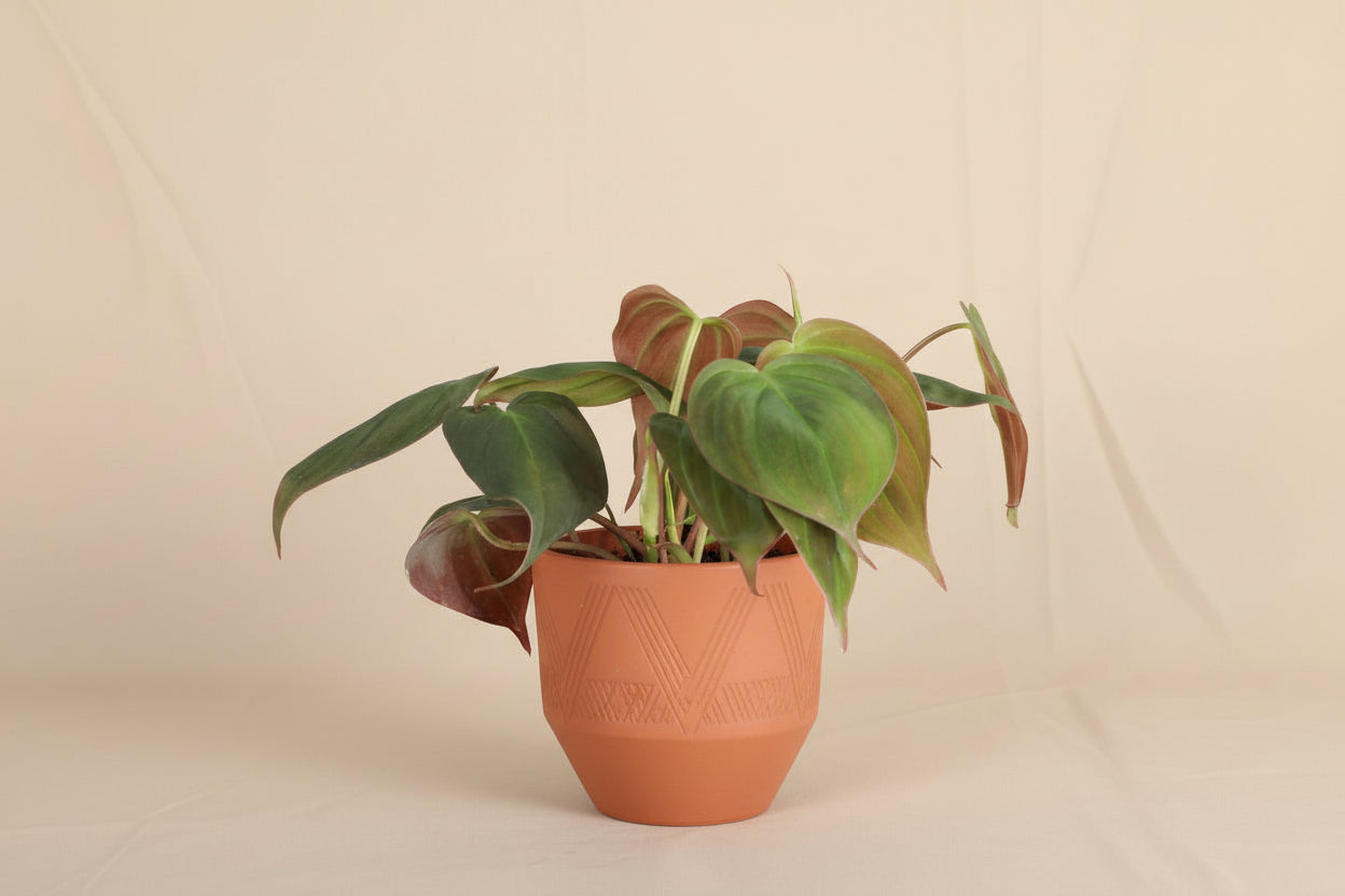 philodendron cordatum vs micans Live Philodendron Micans Plant in Biodegradable Pot Thorsen's Greenhouse Terra Cotta 6.0" H x 4.0" D
