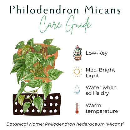 philodendron hederaceum micans grow in water Philodendron Micans 4" Plant (Philodendron hederaceum ‘Micans’)