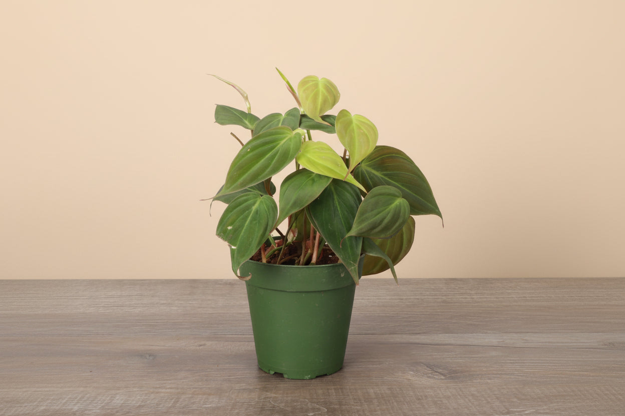 The Philodendron Micans is a sought-after trailing houseplant with velvety, heart-shaped leaves in dark green and orange hues. 