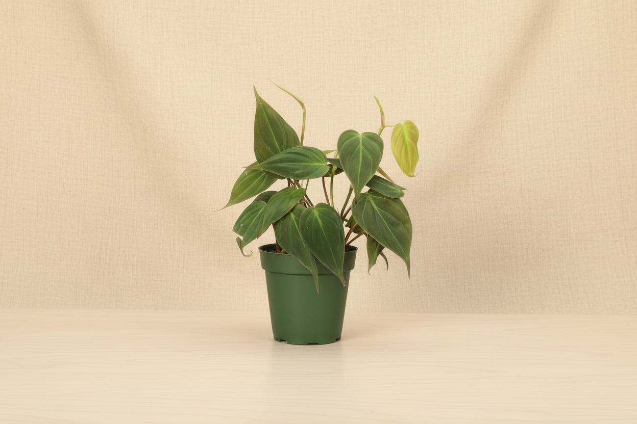 The Philodendron Micans is a sought-after trailing houseplant with velvety, heart-shaped leaves in dark green and orange hues. 