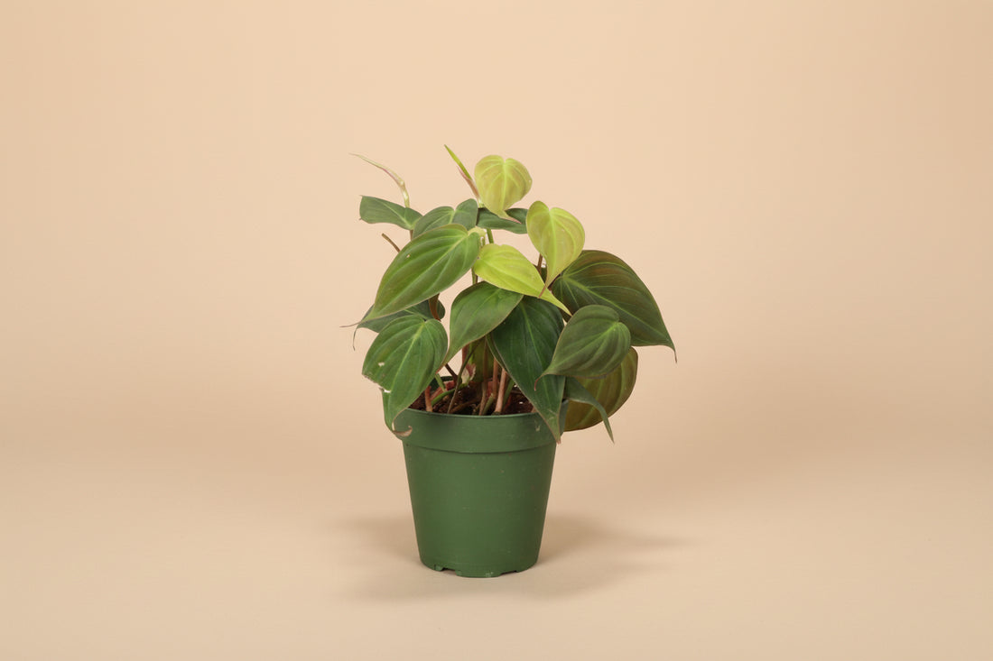 The Philodendron Micans is a sought-after trailing houseplant with velvety, heart-shaped leaves in dark green and orange hues. 