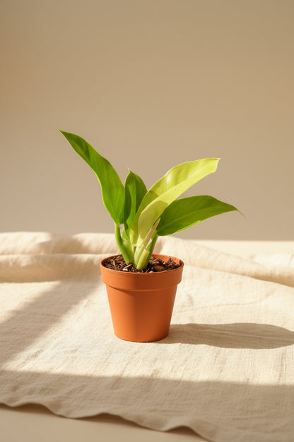 The Philodendron &