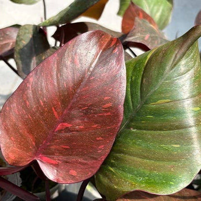 Pair your Philodendron &quot;Orange Princess&quot; with Golden Turmeric Chai—its warm, spiced notes complement the plant’s vibrant hues for a cozy, tropical vibe. 